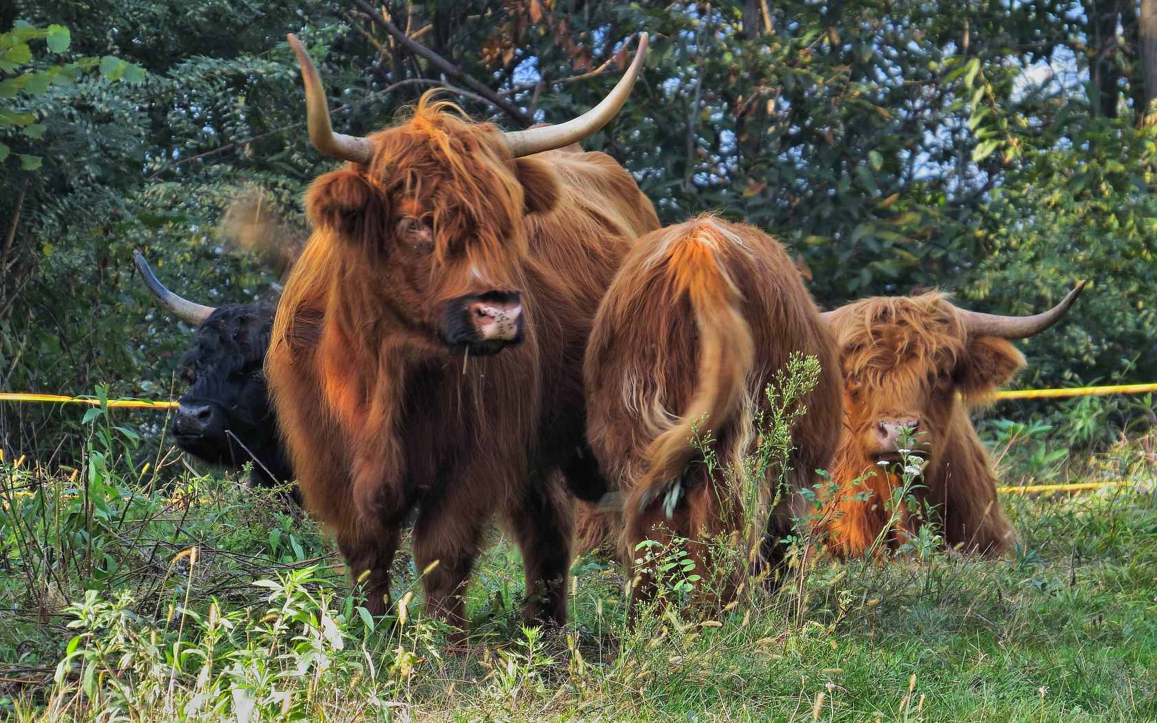 Animali al pascolo